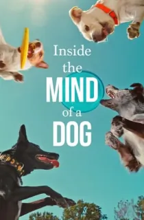 Inside The Mind Of A Dog – Netflix Original (2024) WEB-DL Dual Audio {Hindi-English} 480p [250MB] | 720p [700MB] | 1080p [1.6GB]